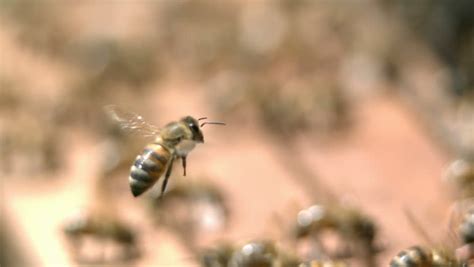 Slow Motion Bee Flying Stock Footage Video 2586560 - Shutterstock