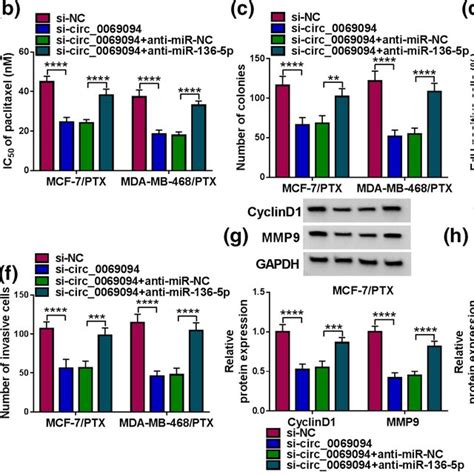 Circ0069094‐mediated Effects On Paclitaxel Ptx‐resistant Cells Were Download Scientific