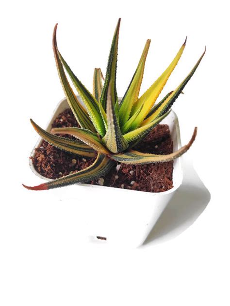 Haworthia Radula Variegated Rare Plant At