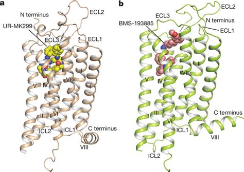 Structures Of The Y1RUR MK299 And Y1RBMS 193885 Complexes A