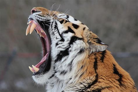 Siberian Tiger Face Fangs