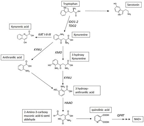 Kynurenine Pathway In Respiratory Diseases Guillaume Pamart Philippe