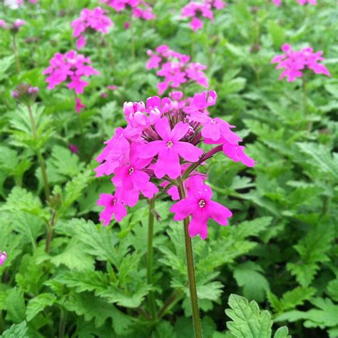 Verbena canadensis 'Perfecta' - Spike Speedwell (4" Pot) | Little