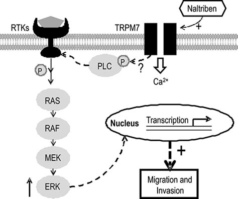 Activation Of Trpm7 By Naltriben Enhances Migration And Invasion Of