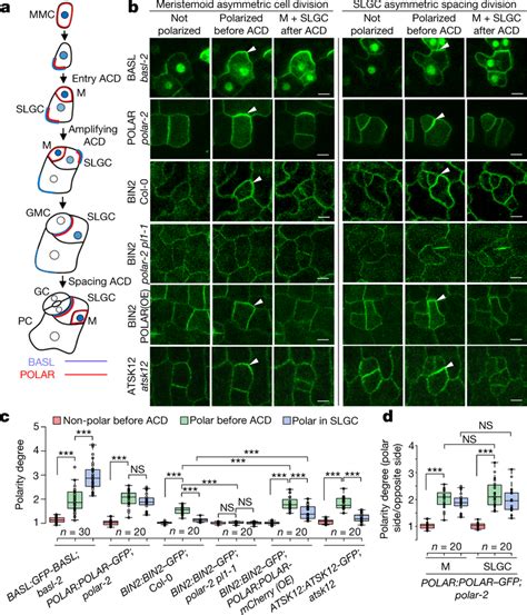 Bin And Atsk Are Polarized During Stomatal Acd In Arabidopsis A