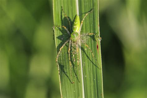 The Captivating Green Lynx Spider | Steve Creek Wildlife Photography