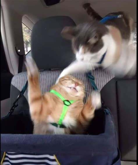 Cat Smack Blank Template Imgflip