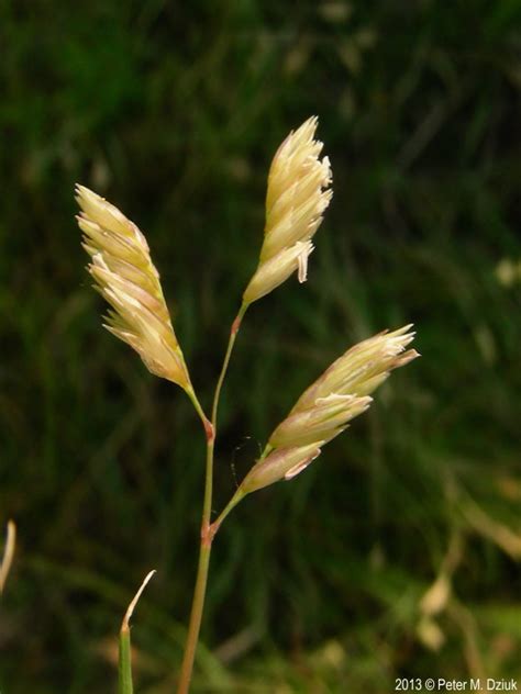 Buchloe Dactyloides Buffalo Grass Minnesota Wildflowers