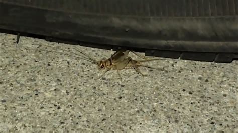 Banded Cricket Gryllodes Sigillatus Chirping At Night Youtube