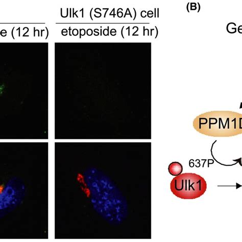 Mechanism of genotoxic stressinduced autophagy modified from ref ¹⁴