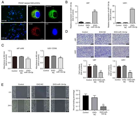 Neural Stem Cellderived Exosomes Transfer Mir P Into Cells To