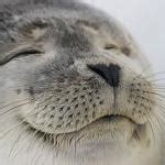 Seal of Approval Meme Generator - Imgflip