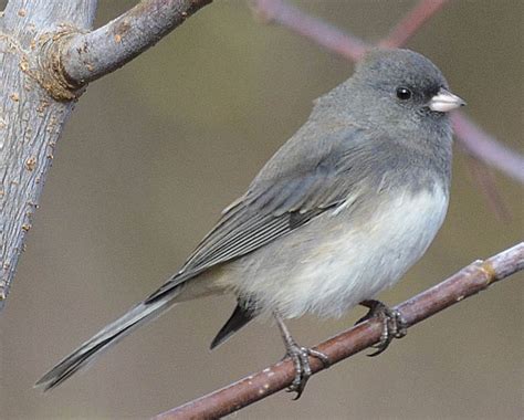 What Grey and White Bird is Flashing a White V of Tail Feathers at Me ...