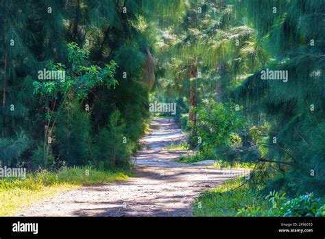 Dirt Trail Through Wolf Lake Park With Australian Pine Trees