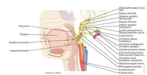 49 Cranial Nerves Labeled Diagram Kailynesma