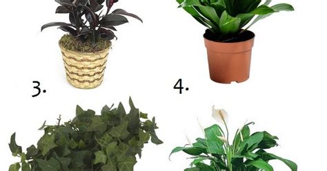 10 Air Purifying House Plants