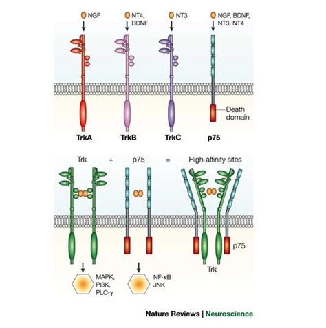 Neurotrophins And Their Receptors A Convergence Point For Many