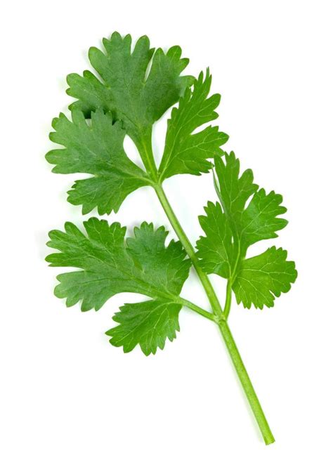 Leaf Coriander Or Cilantro Isolated On White Background Green Leaves