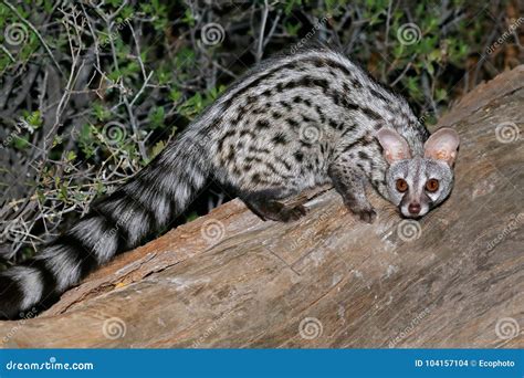 Large-spotted Genet in Natural Habitat, South Africa Stock Photo ...