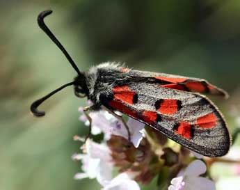 Lepinet Fr Zygaena Rhadamanthus La Zyg Ne Cendr E