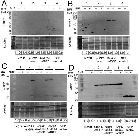 Western Blots Of Select Proteins Validating Proteomics Data Blots Were