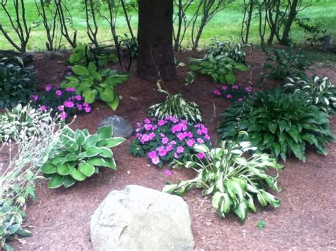 Landscaping Under Pine Trees Shade Garden Plants Garden Trees