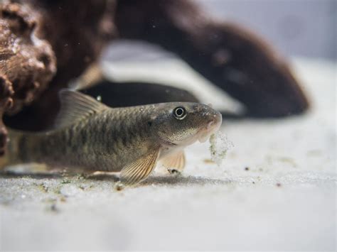 Doctor Fish (Garra rufa) aka Pedicure Fish