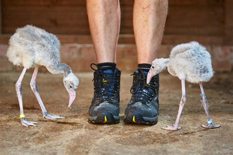 Flamboyance of Flamingo Chicks at Birdland | Birdland Park & Gardens