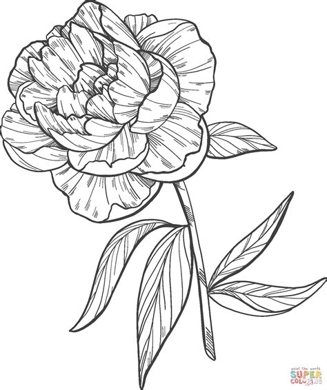 Peony Coloring Page Free Printable Coloring Pages