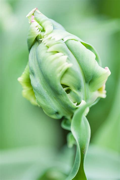 Green Parrot Tulips