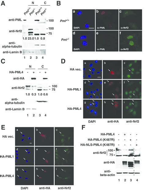 Pml Inhibits Nuclear Accumulation Of Nrf A Subcellular