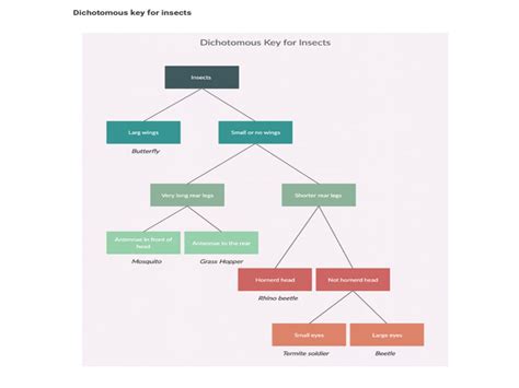 Dichotomous Key Comprehensive Guide With Editable Examples 48 OFF