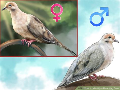 How to Identify a Mourning Dove: 13 Steps (with Pictures)