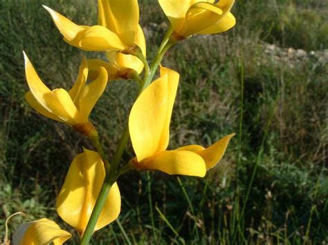 Balade nature commentée plantes magiques plantes qui guérissent