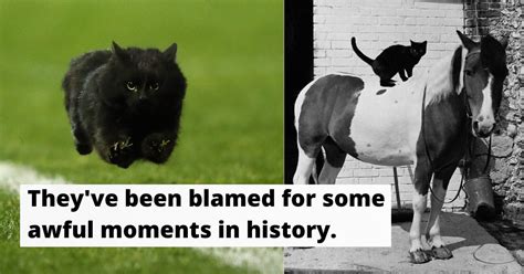 Just How Exactly Did Black Cats Get Their Bad Reputation The Vintage News