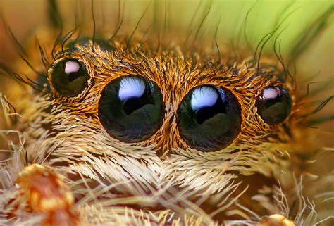 JUMPING SPIDER Vision (Phidippus princeps) ... | animals, animals, animals