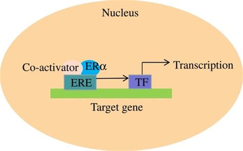 Full Article Erα A Key Target For Cancer Therapy A Review