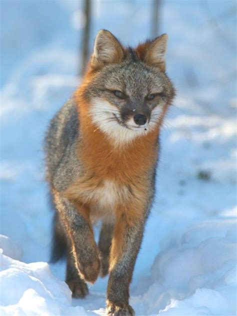 This Beautiful Grey Fox : r/SuperModelFoxes