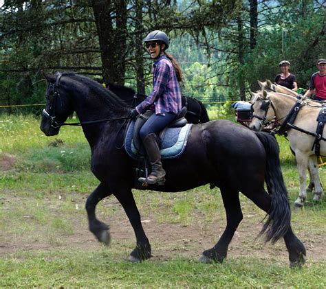 Friesian — DiscoverTheHorse