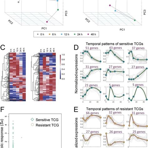 Distinct Temporal Gene Expression Profiles And Patterns Of