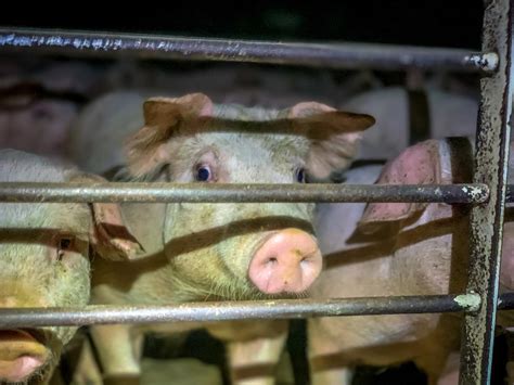 Iowas Second Ag Gag Law Violates First Amendment Federal Court Rules