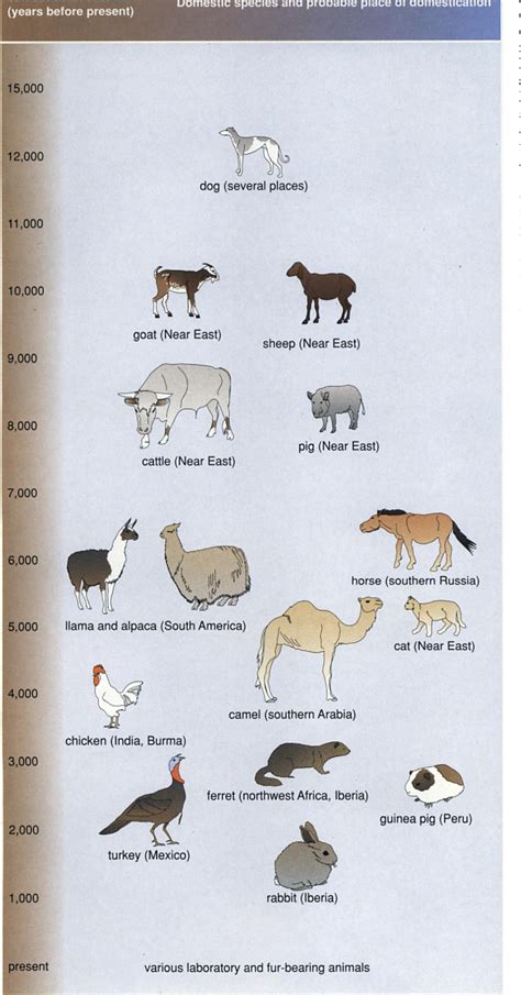 Figure 2 from The Early Evolution of the Domestic Dog Animal ...