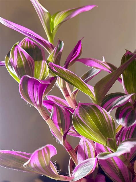 1 X Tradescantia Nanouk Fresh Cuttingshouseplantplant Etsy UK