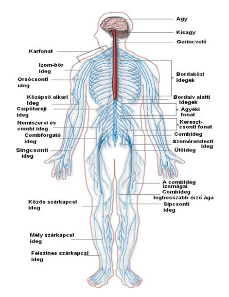 Diagram Of Nervous System