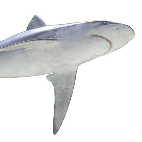 3D Bignose Shark model | 3D Molier International