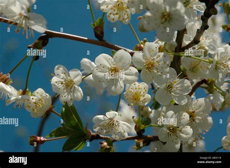 Flowers Of Sour Cherry Prunus Cerasus Stock Photo Alamy