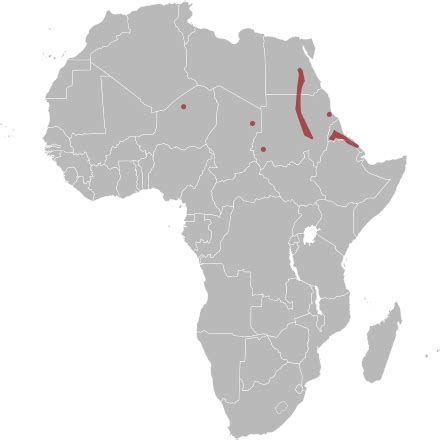 Nubian Spitting Cobra Wikipedia