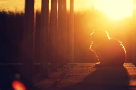 Sunlight Wallpapers (79+ pictures) - WallpaperSet