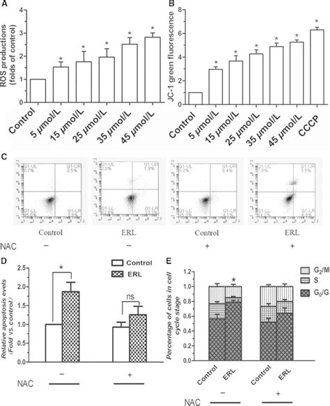 Effects Of Erl On Apoptosis Ros Mmp And Cell Cycle Arrest Test In