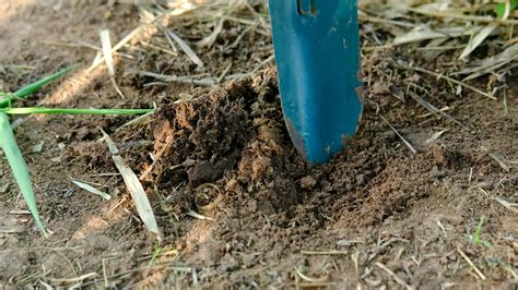 Farmers Are Using Shovels To Dig Up The Ground In Preparation For